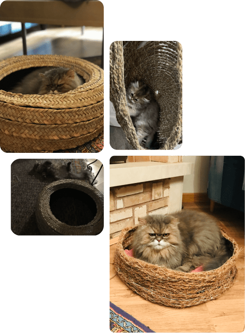Cat shelter