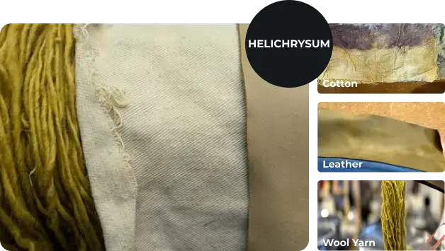dying result with helichrysum