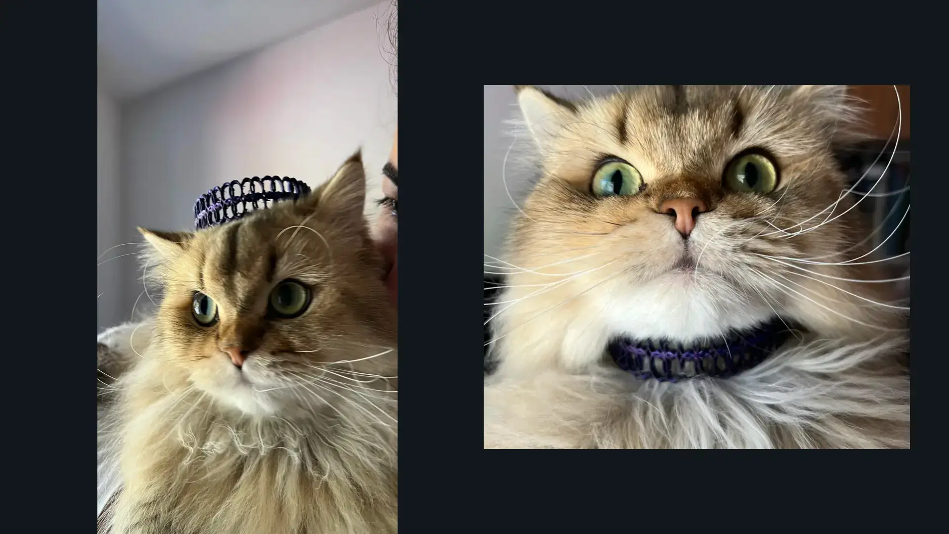 3D printed choker necklace or crown for pet-cat
