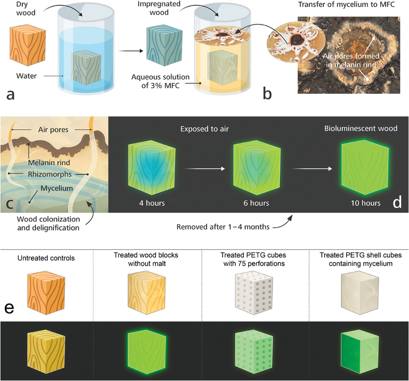 [Taming the Production of Bioluminescent Wood Using the White Rot Fungus Desarmillaria Tabescens]