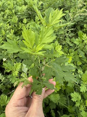 mugwort photo