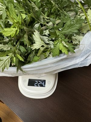 weigh of mugwort