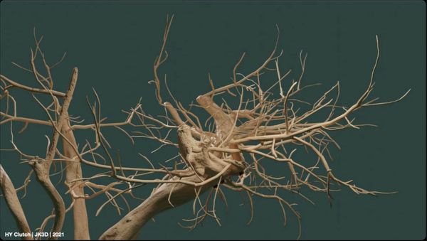 tree branch