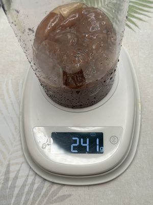 weight of kombucha before cleaning