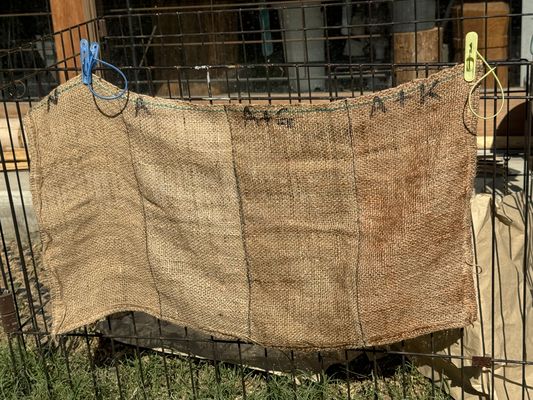 drying under the sun