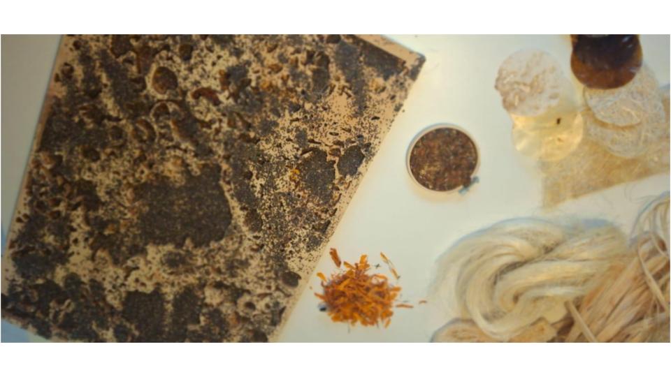 Fungal contamination developing in the humidified wooden mold with chia seeds