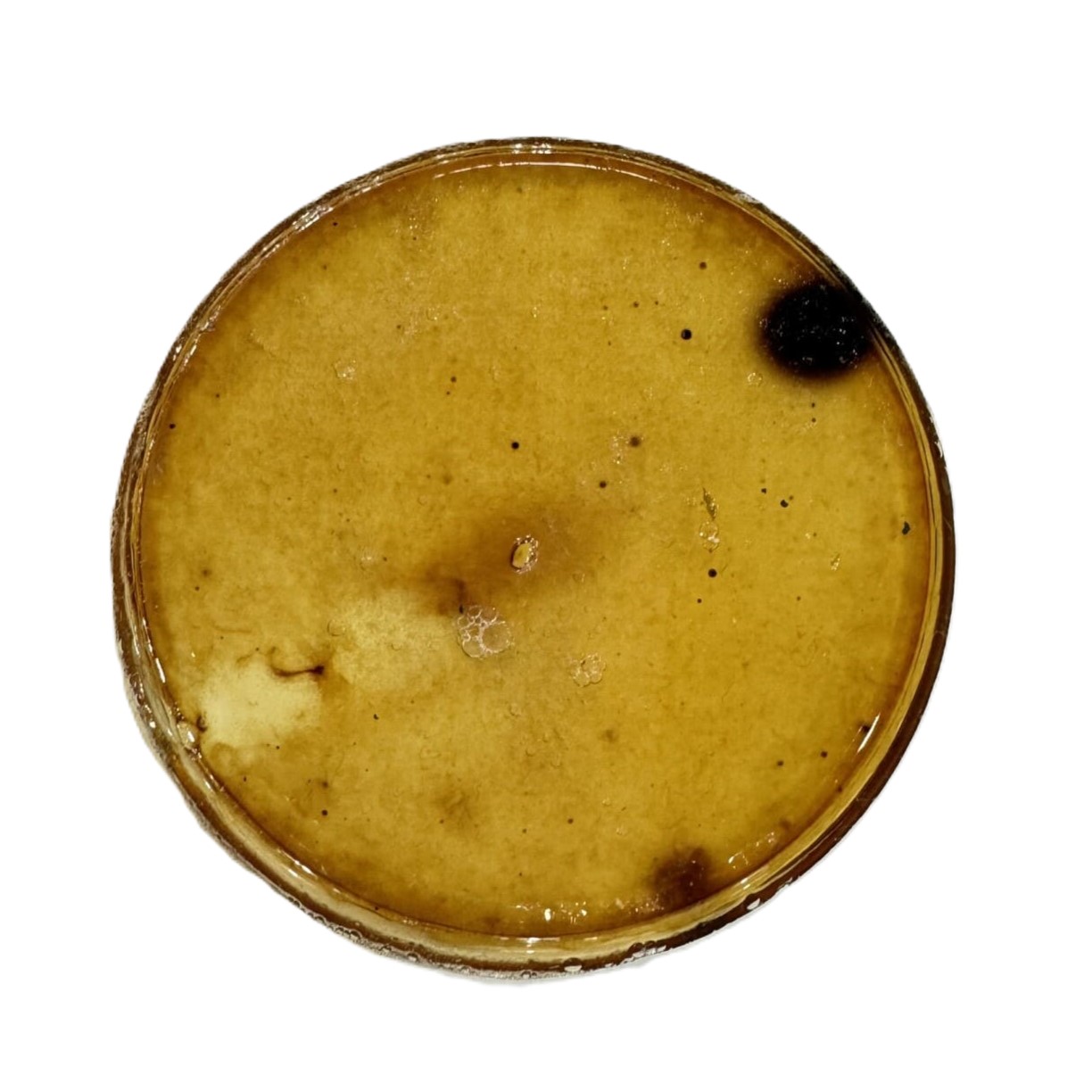 Gelatine Bioresin Sample 2