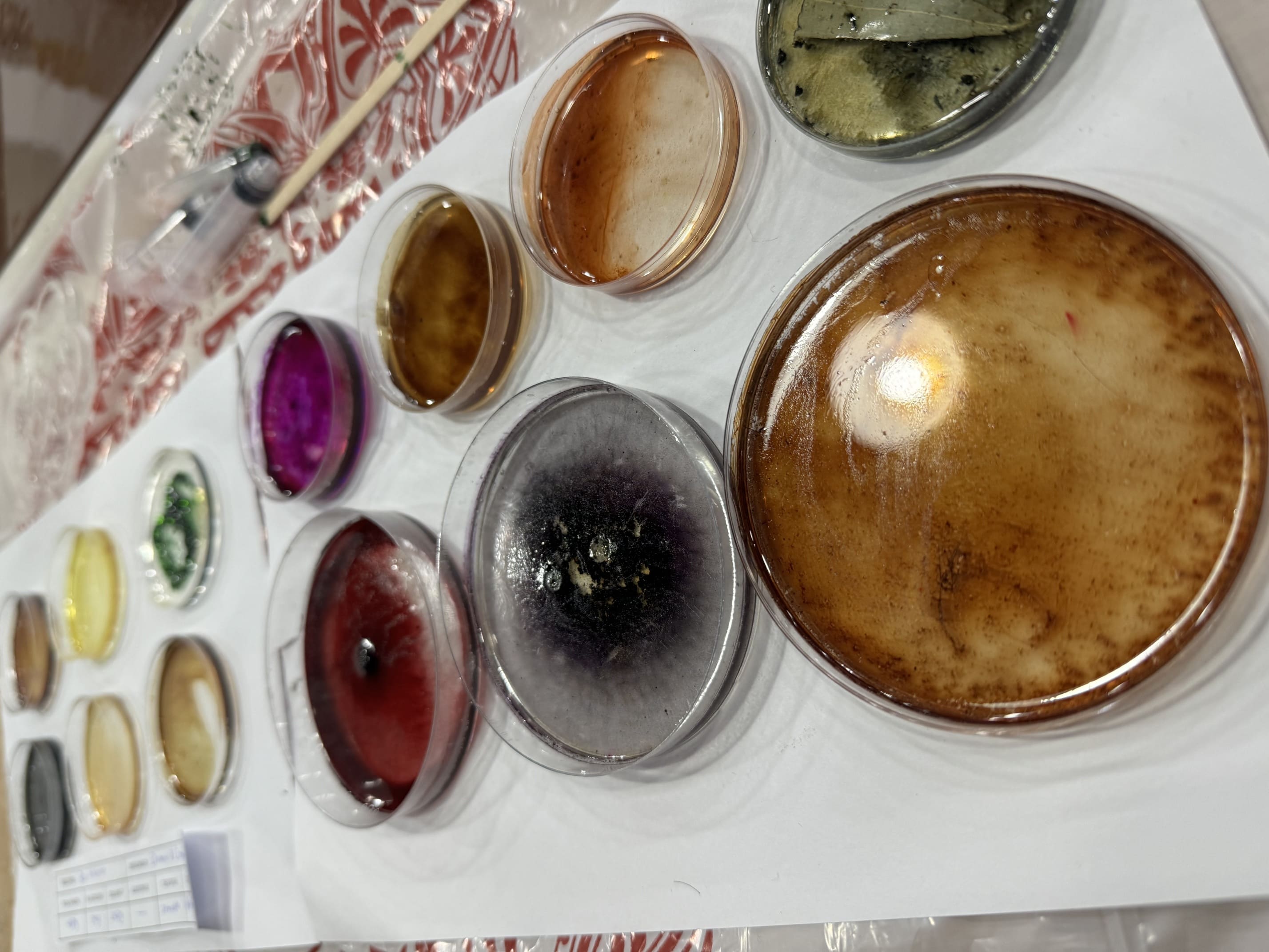 Gelatine Biosilicone 5