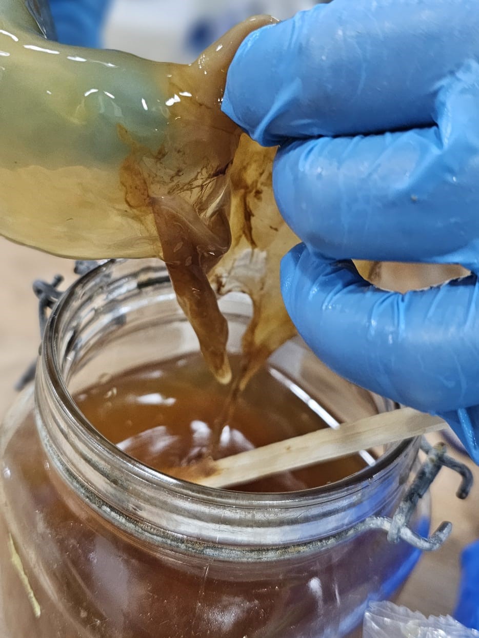 Kombucha Mother