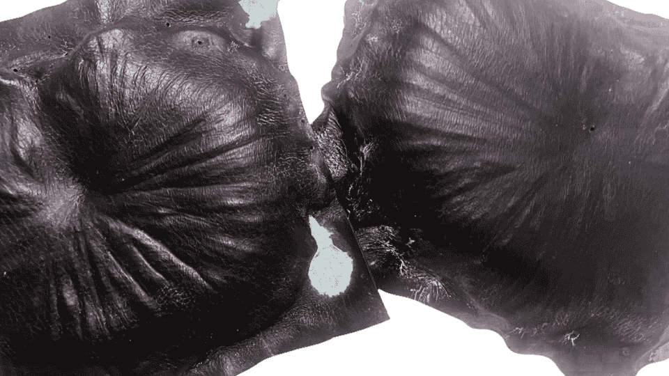 describe what you see in this image