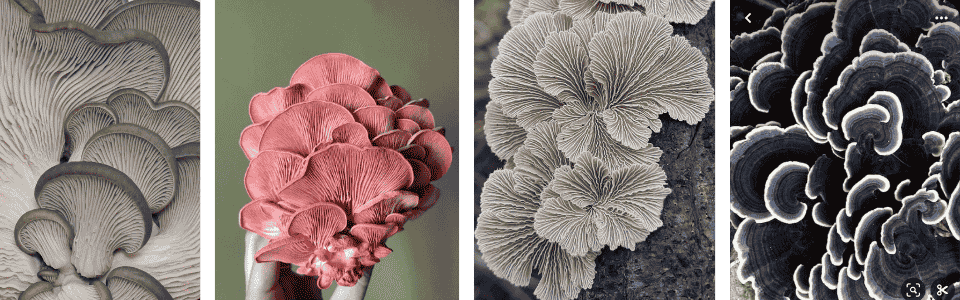 describe what you see in this image