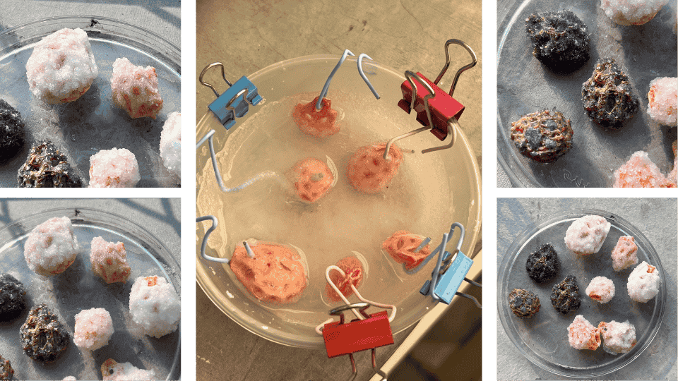 describe what you see in this image