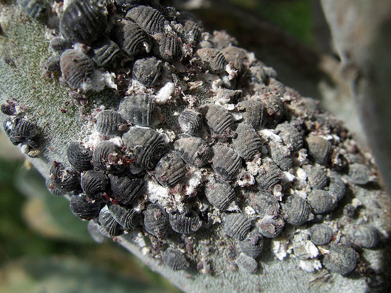 Cochinilla