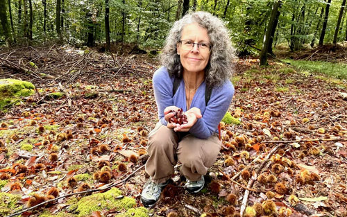 Chestnut foraging