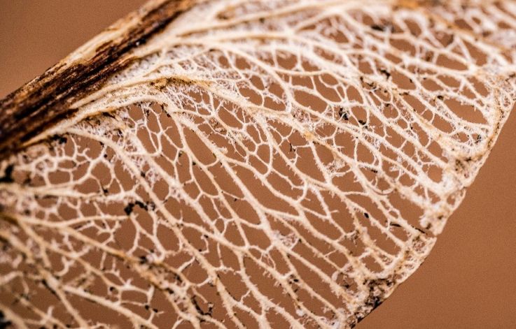 A picture of a leaf were you can see all its branches and connections