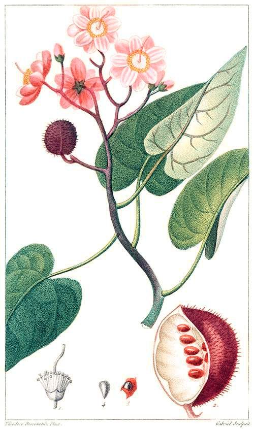 achiote botanical