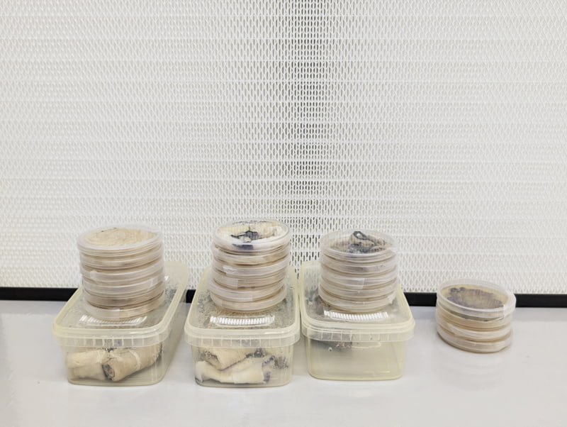 The petri dishes and grow boxes after inoculating them