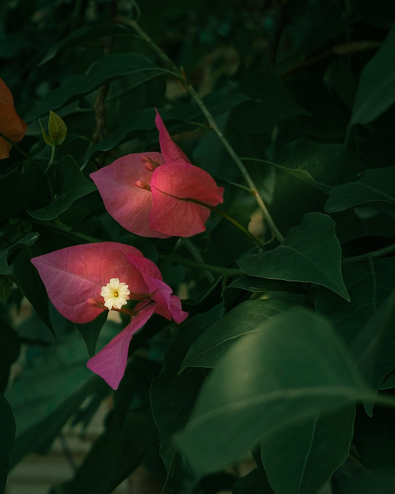 Real bougainvillea — three triangular magenta bracts orbiting a small white flower at the centre