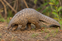Animal1